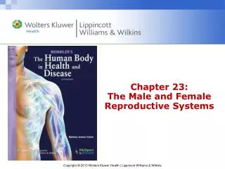 Chapter 23: The Male and Female Reproductive Systems