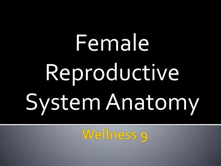 female reproductive system anatomy
