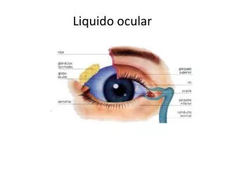 liquido ocular