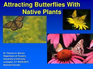 Attracting Butterflies With Native Plants