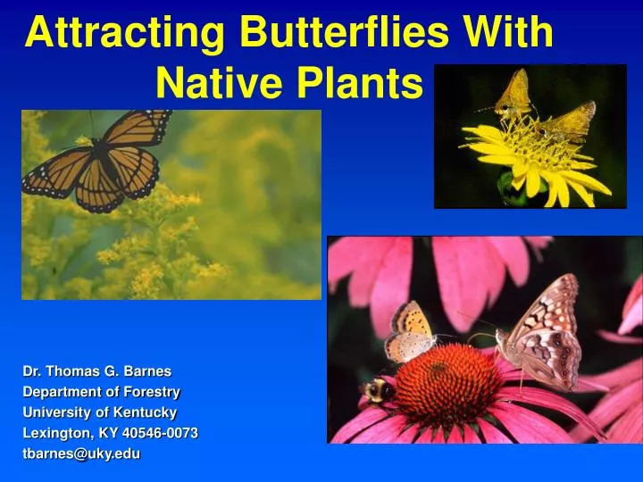 attracting butterflies with native plants