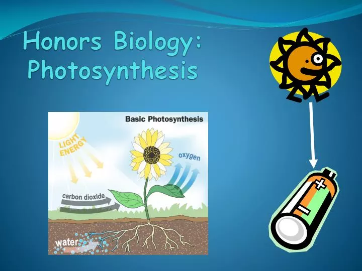honors biology photosynthesis
