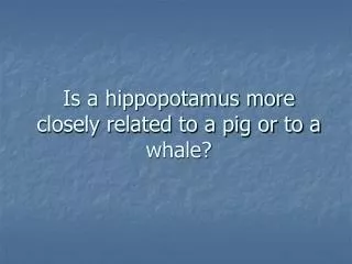 Is a hippopotamus more closely related to a pig or to a whale?