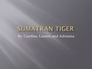 Sumatran Tiger