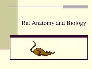 Rat Anatomy and Biology