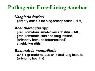 Naegleria fowleri primary amebic meningoencephalitis (PAM) Acanthamoeba spp.