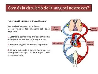 com s la circulaci de la sang pel nostre cos