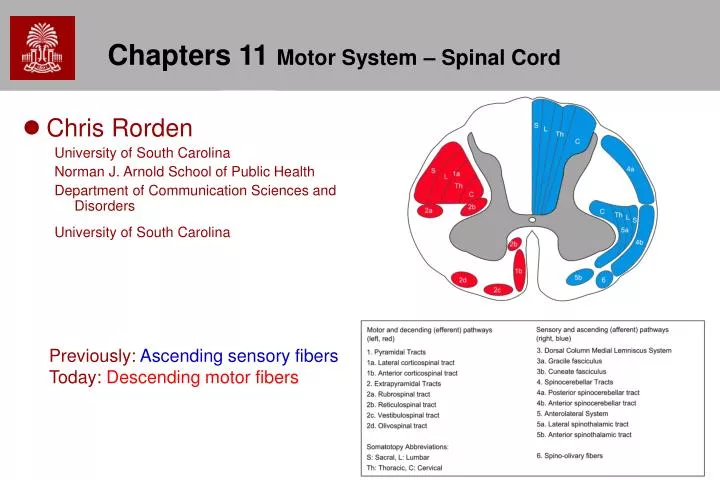 chapters 11 motor system spinal cord