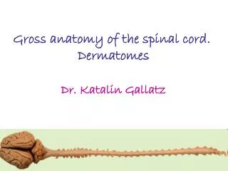 Gross anatomy of the spinal cord. Dermatomes Dr. Katalin Gallatz