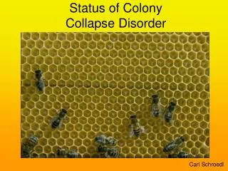 Status of Colony Collapse Disorder