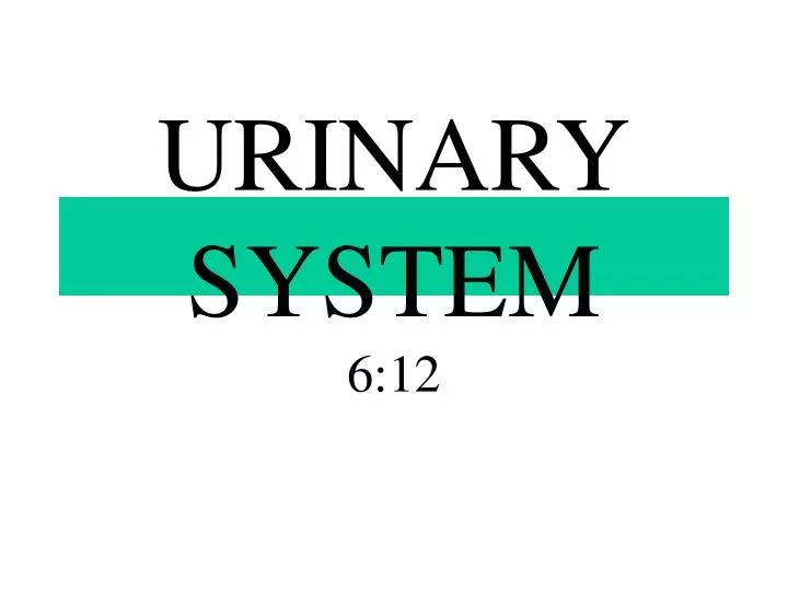 urinary system 6 12