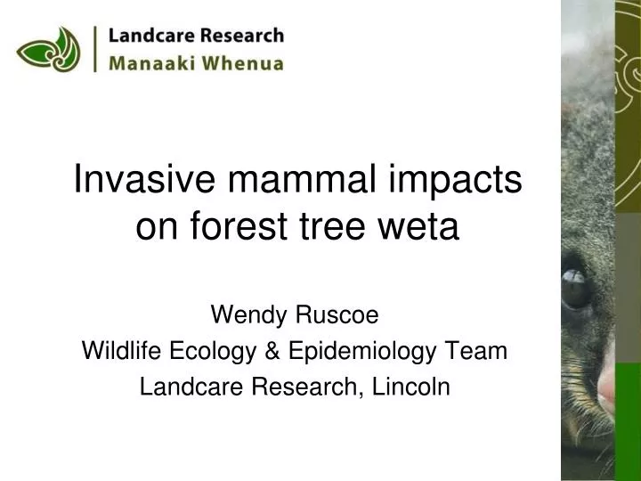 invasive mammal impacts on forest tree weta