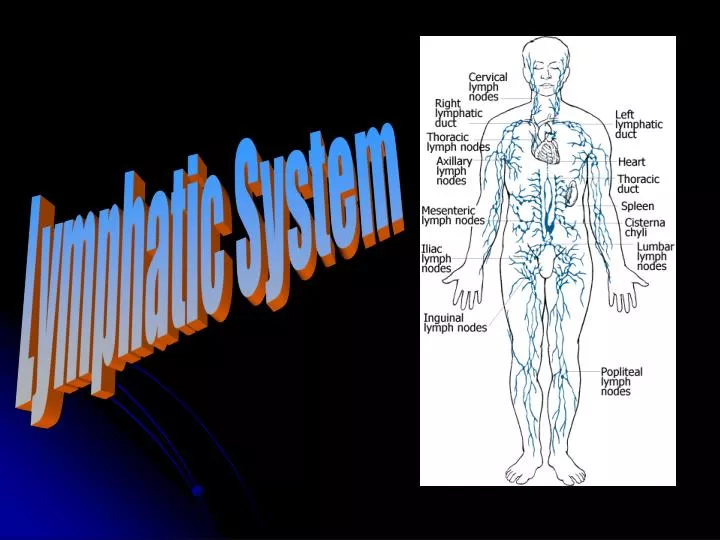 PPT - Lymphatic System PowerPoint Presentation, Free Download - ID:5652219