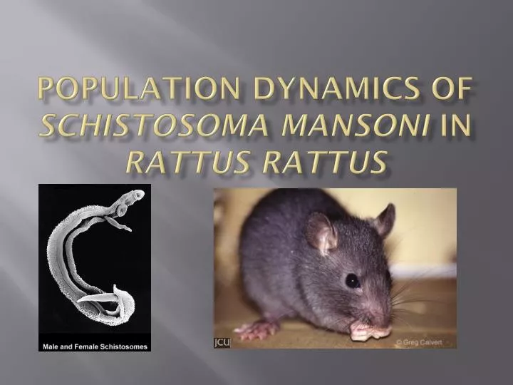 population dynamics of schistosoma mansoni in rattus rattus