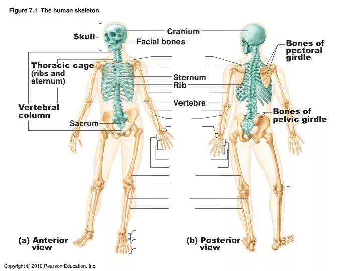 figure 7 1 the human skeleton