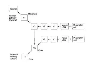 Visual Pathways