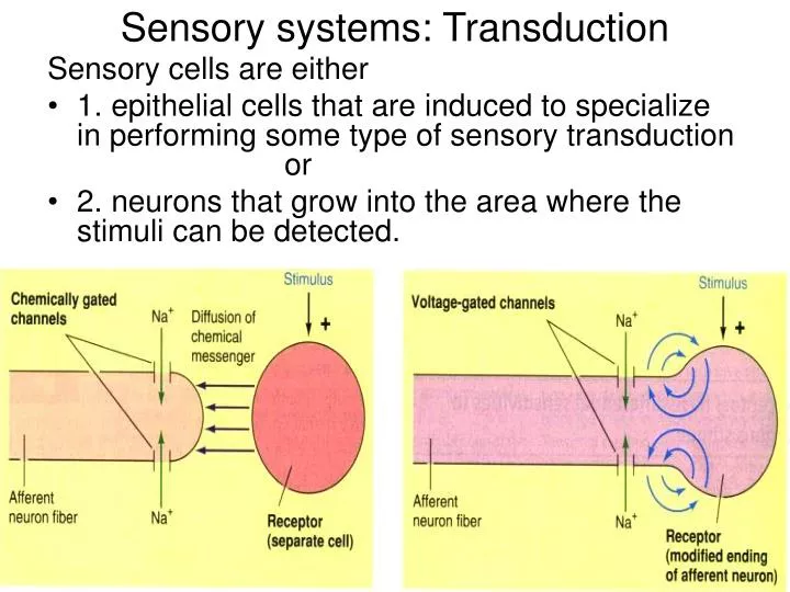 sensory systems transduction