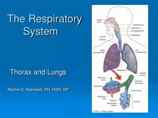 The Respiratory 	System