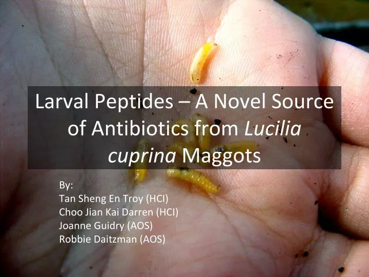 larval peptides a novel source of antibiotics from lucilia cuprina maggots
