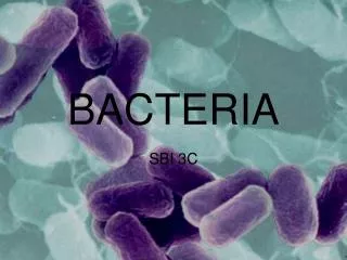 BACTERIA