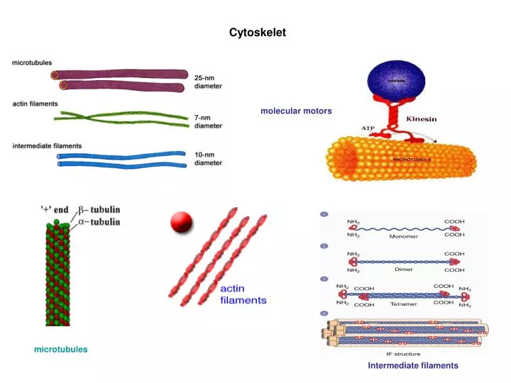 cytoskelet