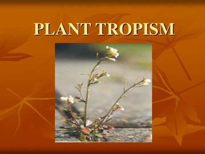 PPT - PLANT TROPISM PowerPoint Presentation, Free Download - ID:5655190