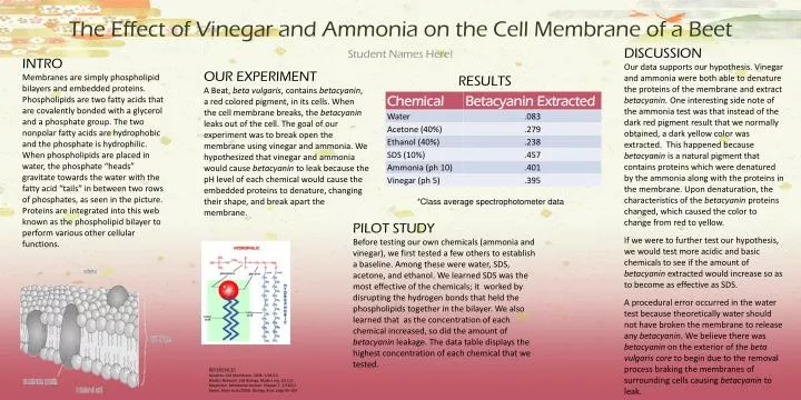 the effect of vinegar and ammonia on the cell membrane of a beet