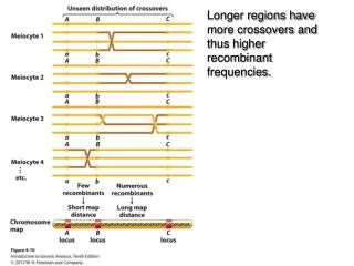 Longer regions have more crossovers and thus higher recombinant frequencies.