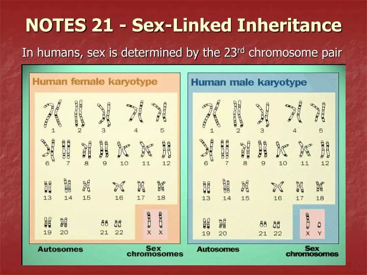 notes 21 sex linked inheritance