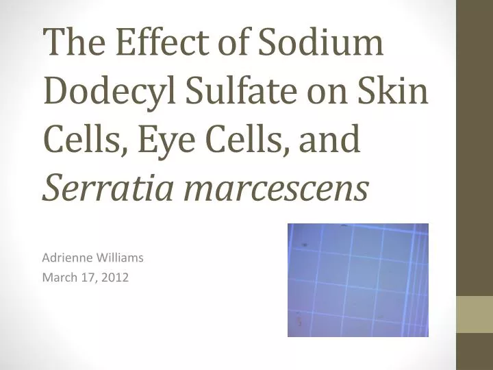the effect of sodium dodecyl sulfate on skin cells eye cells and serratia marcescens