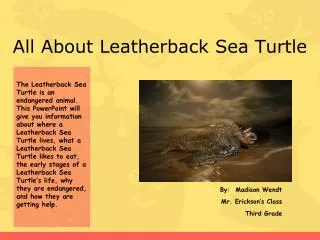 All About Leatherback Sea Turtle