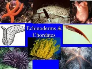 Echinoderms &amp; Chordates