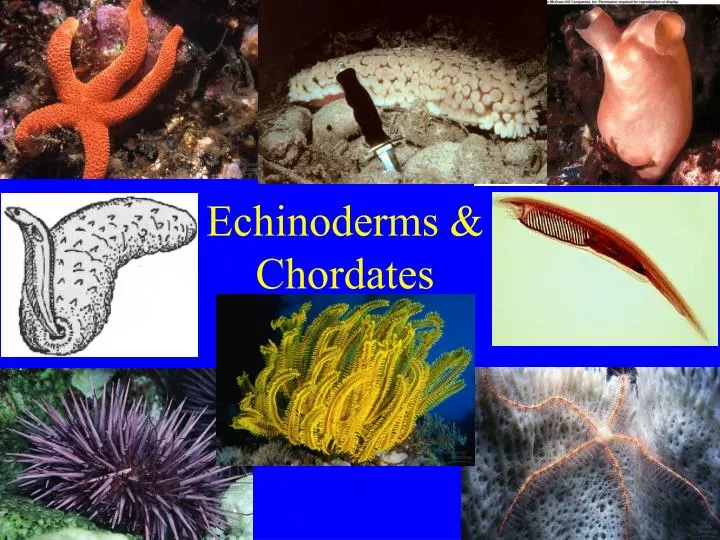 echinoderms chordates