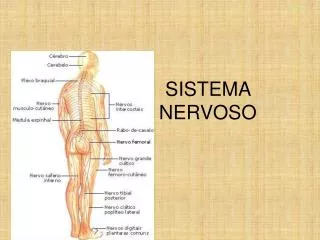 sistema nervoso