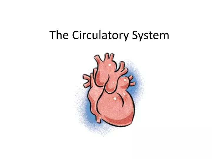 the circulatory system