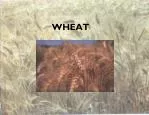 WHEAT - slide 1