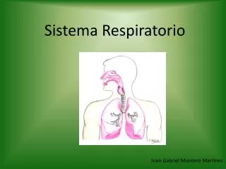 sistema respiratorio