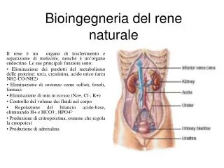bioingegneria del rene naturale