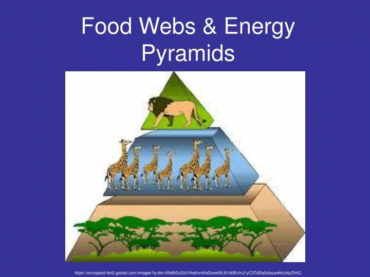 food webs energy pyramids