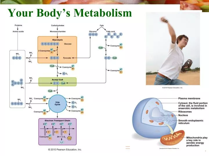 your body s metabolism