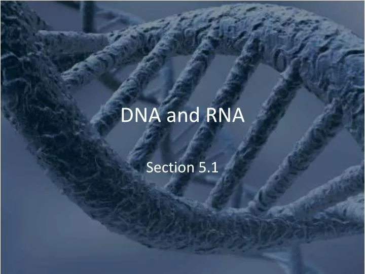 dna and rna