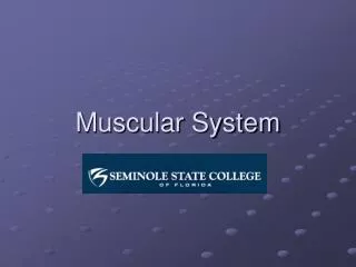 Muscular System