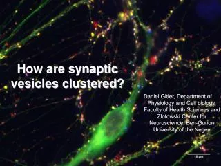 How are synaptic vesicles clustered?