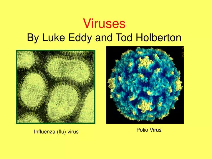 viruses by luke eddy and tod holberton