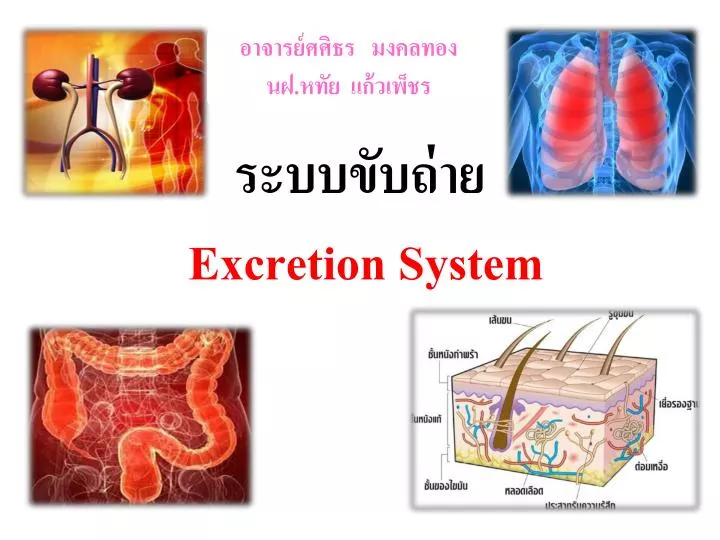 excretion system