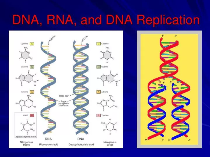 dna rna and dna replication