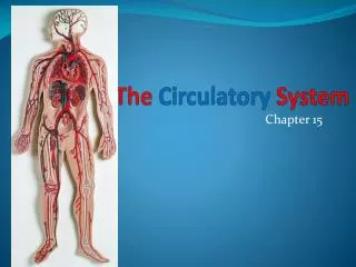 The Circulatory System