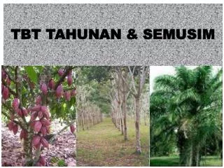 tbt tahunan semusim