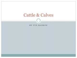 Cattle &amp; Calves