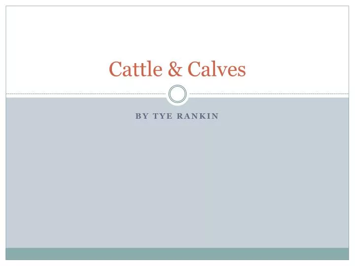 cattle calves